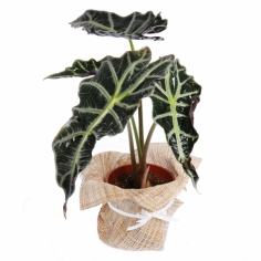 Экзотическое горшечное растение с двухцветными листьями